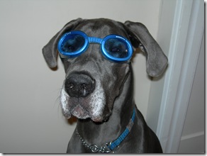 Chaucer in Doggles Pet Hair